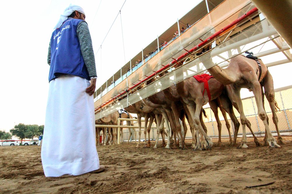 Camel Race (6)