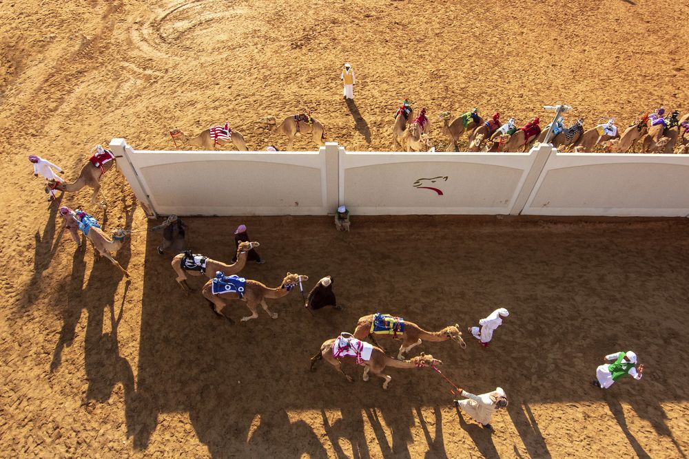 Camel Race (7)
