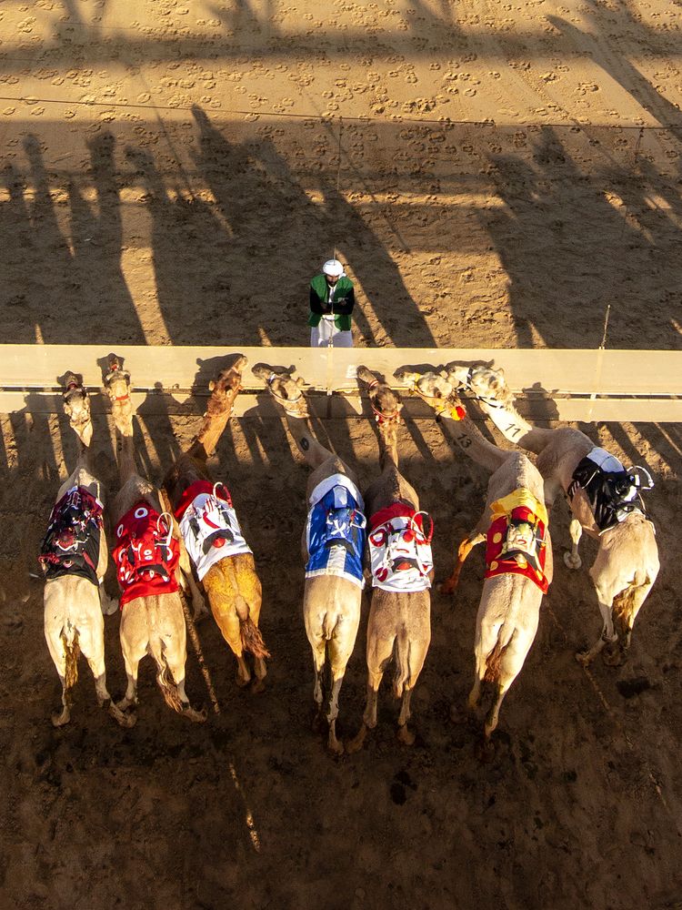 Camel Race (8)