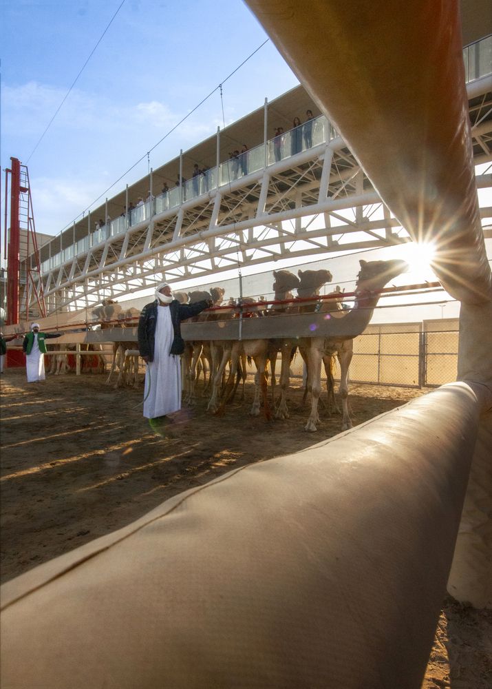 Camel Race (9)