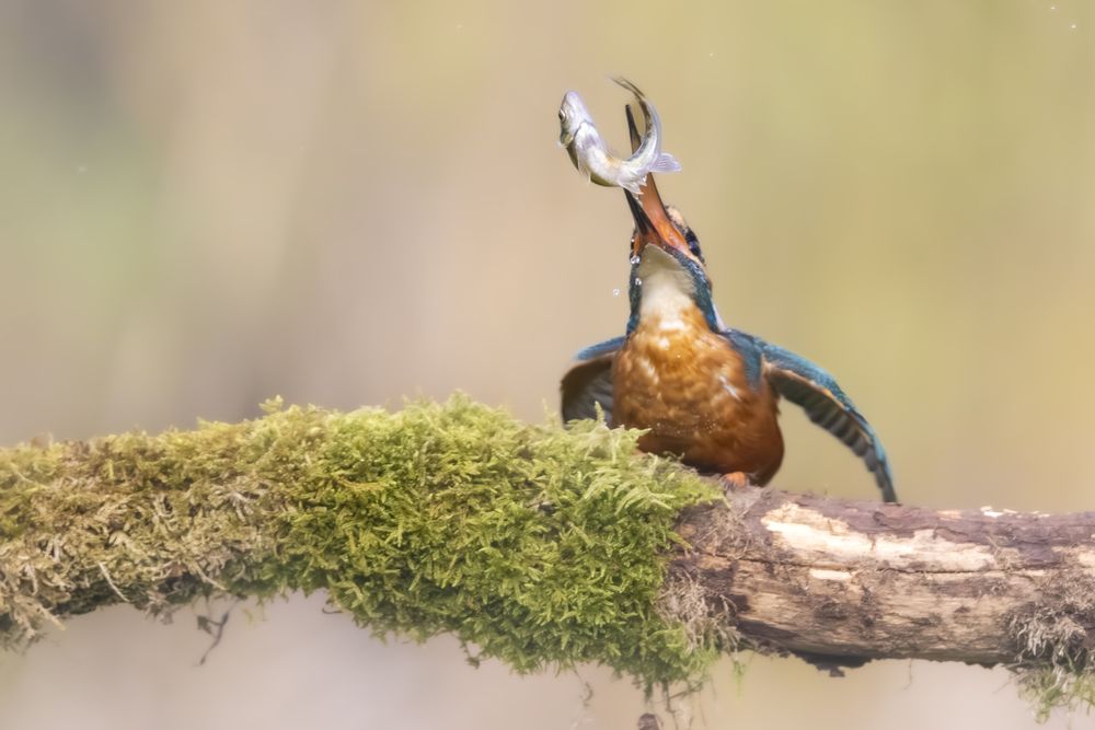 Kingfisher with catch (2)