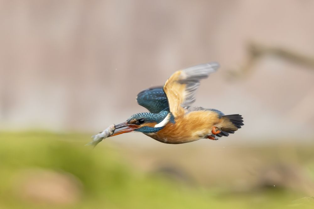Kingfisher with catch (3)