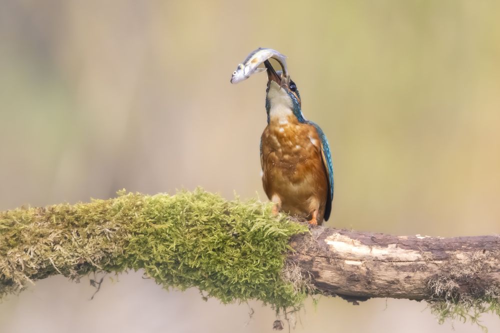 Kingfisher with catch (5)
