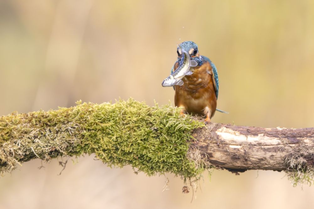 Kingfisher with catch (6)