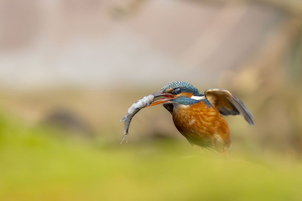 Kingfisher with catch (7)