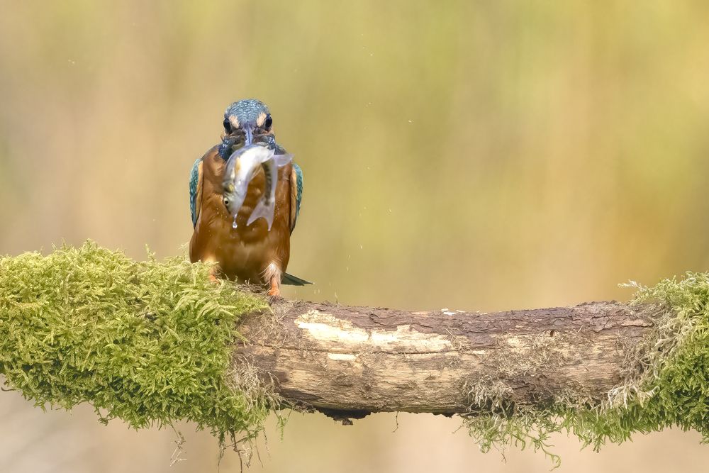 Kingfisher with catch (8)