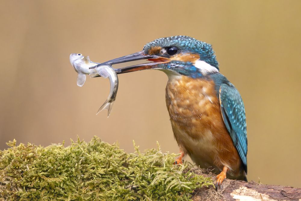 Kingfisher with catch (9)