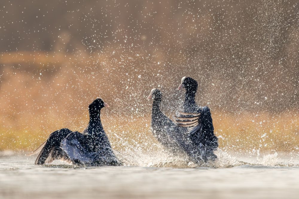 The big coot fight (2)