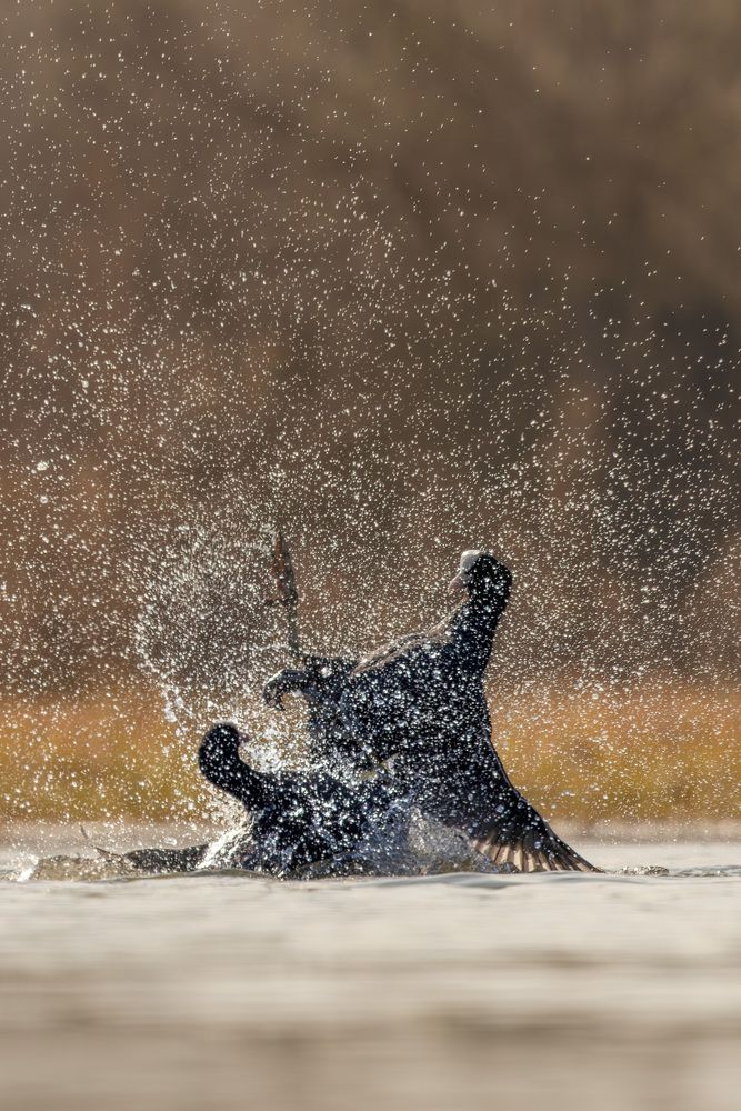 The big coot fight (3)