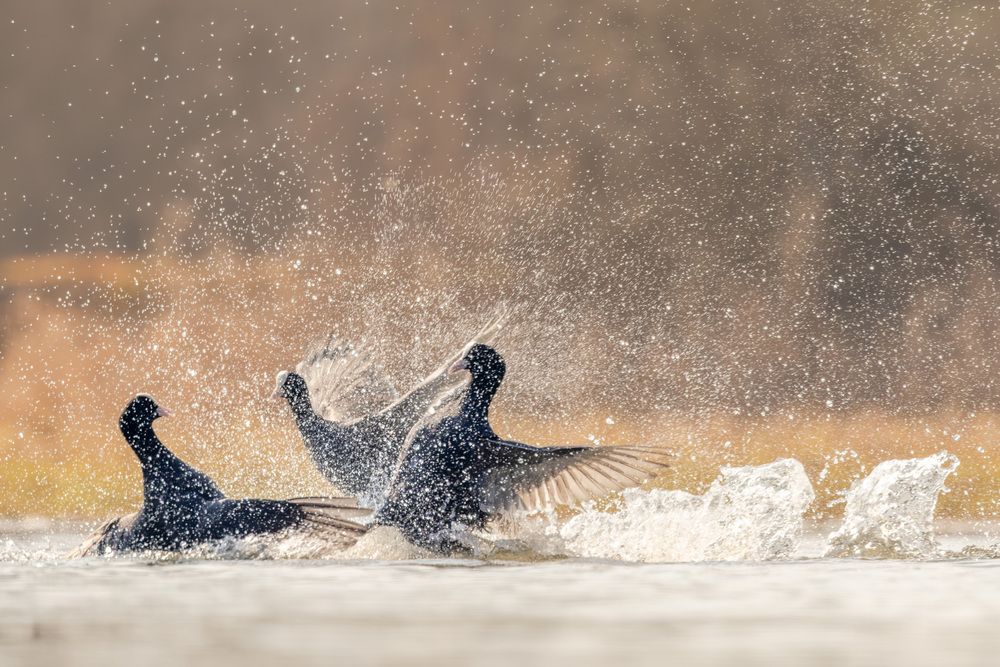The big coot fight (4)