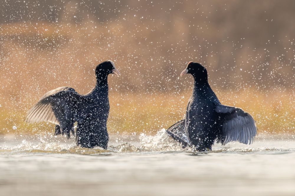 The big coot fight (5)
