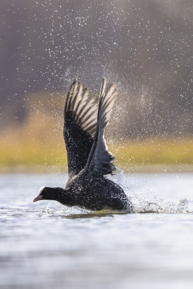 The big coot fight (6)