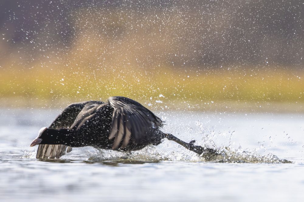 The big coot fight (7)