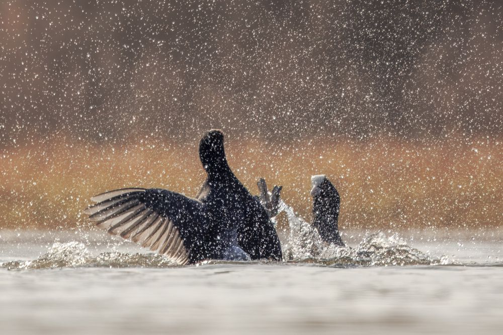 The big coot fight (8)