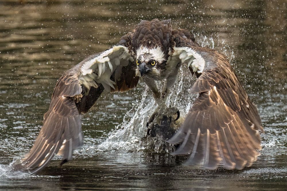 The Wild Side Of Birds (2)