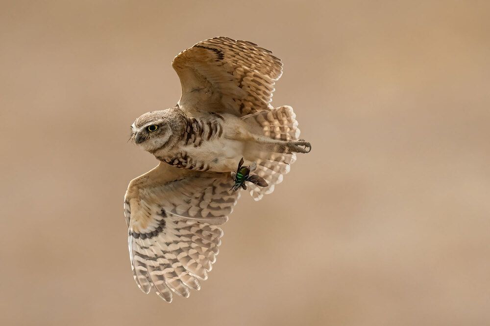 The Wild Side Of Birds (7)