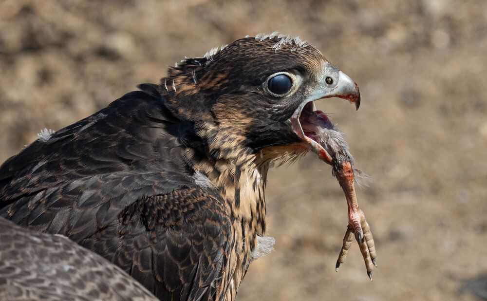 The Wild Side Of Birds (11)