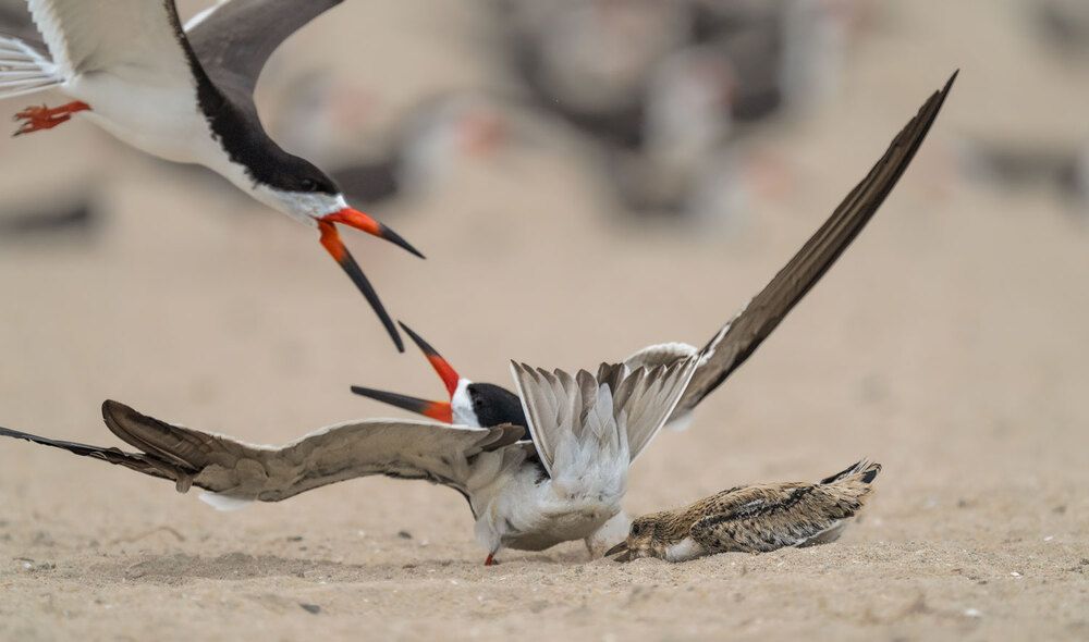 The Wild Side Of Birds (9)