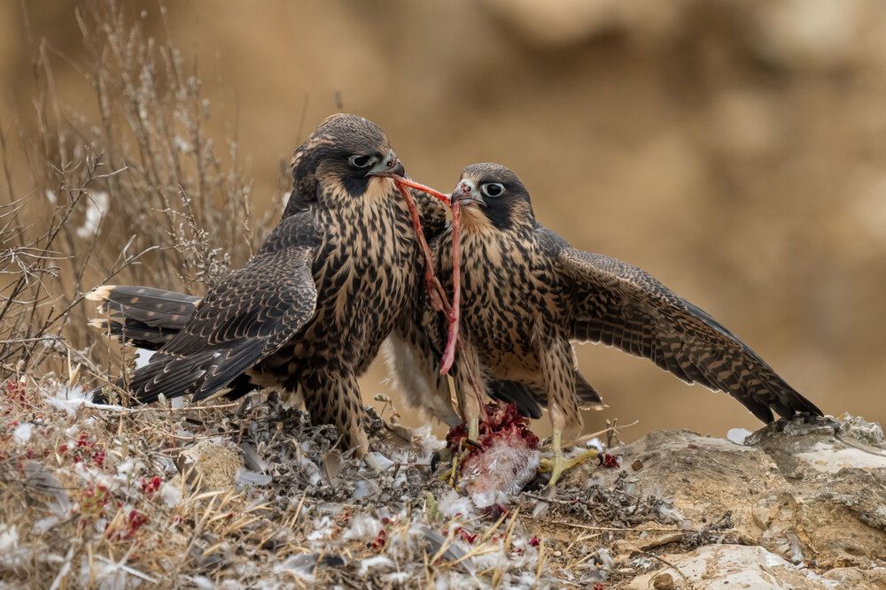 The Wild Side Of Birds (10)