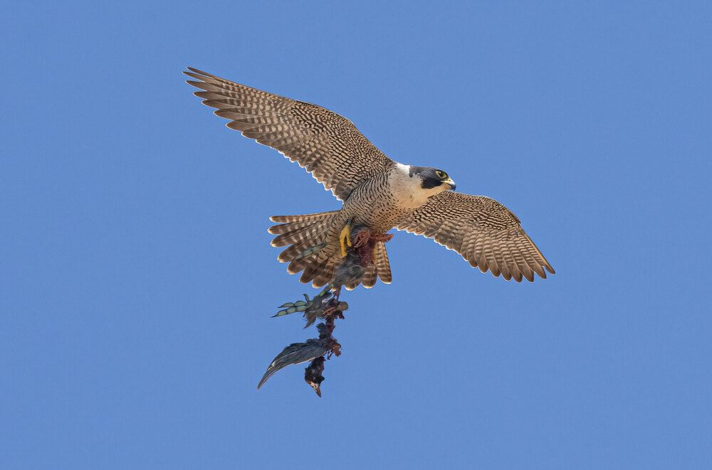 The Wild Side Of Birds (6)
