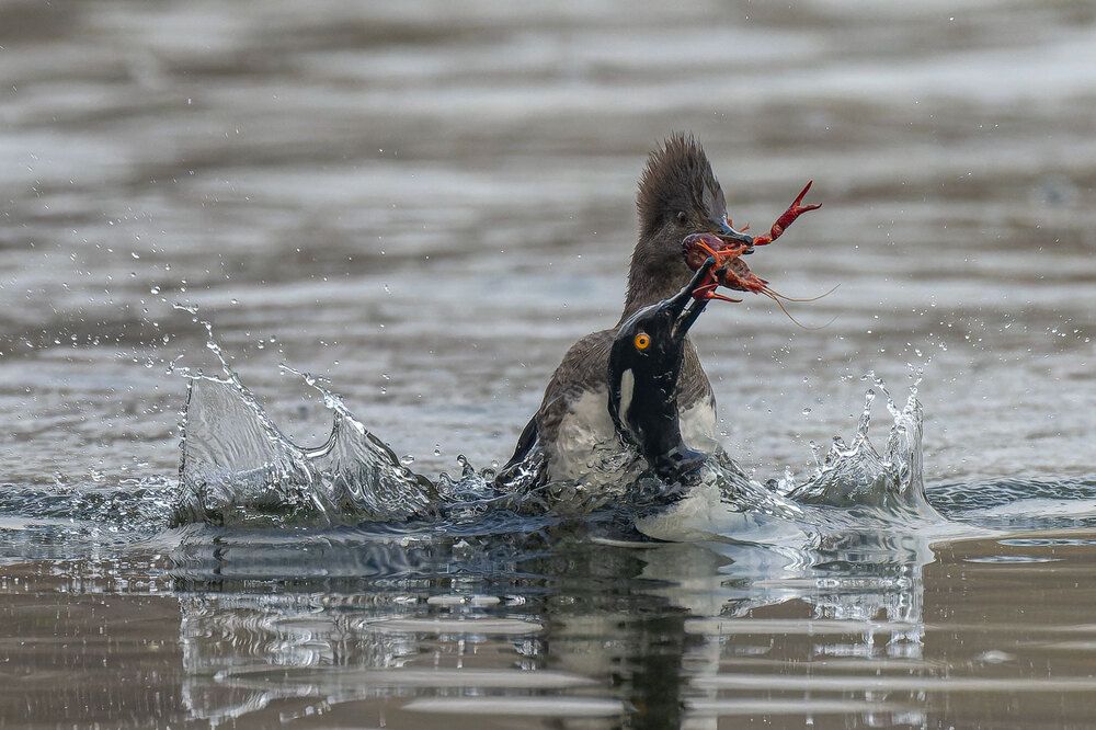 The Wild Side Of Birds (8)
