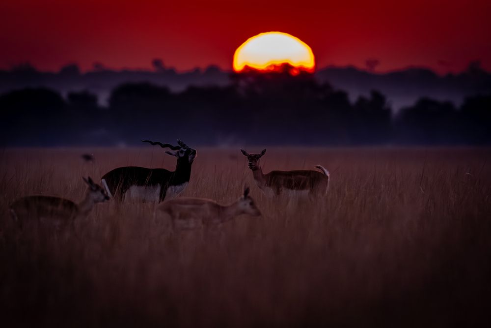 Sunset magic (6)