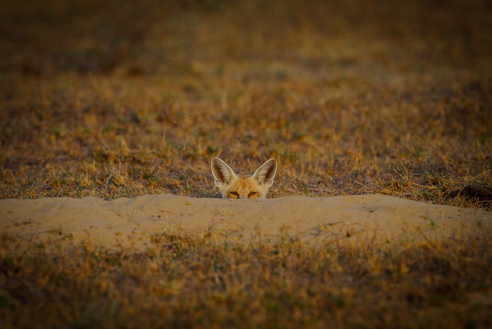 desert Fox (3)