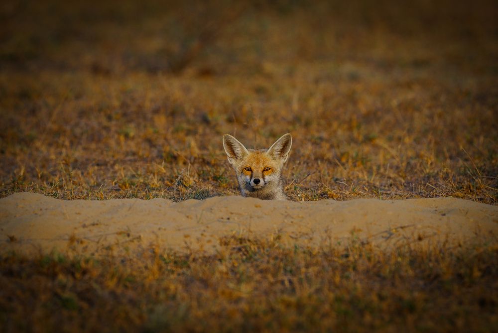 desert Fox (4)