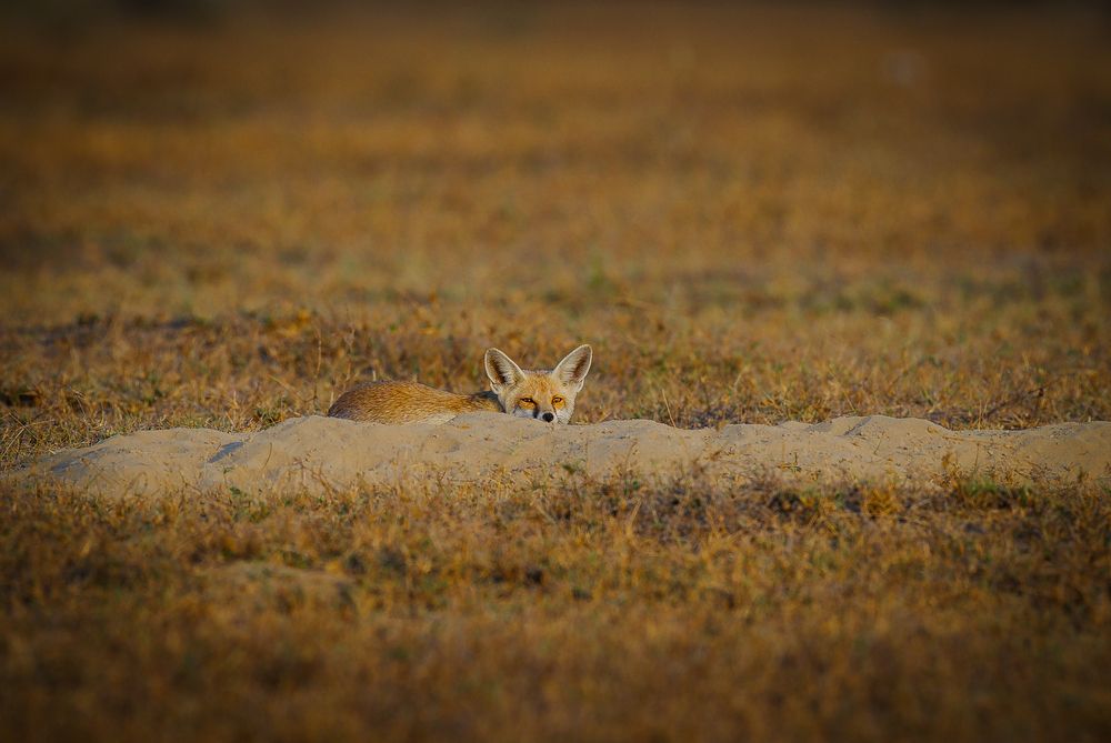 desert Fox (5)