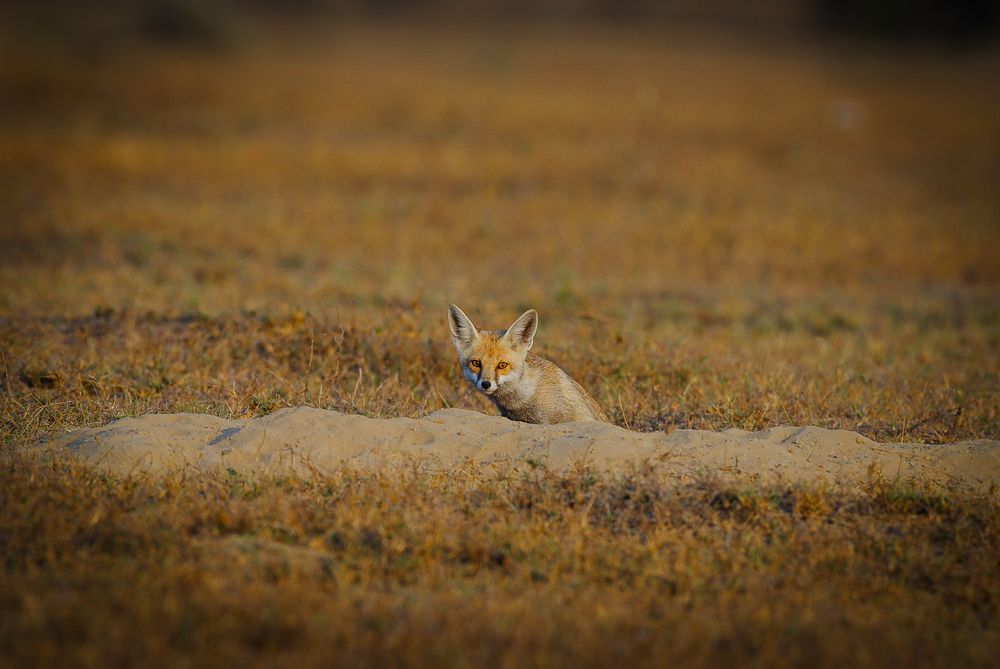 desert Fox (6)