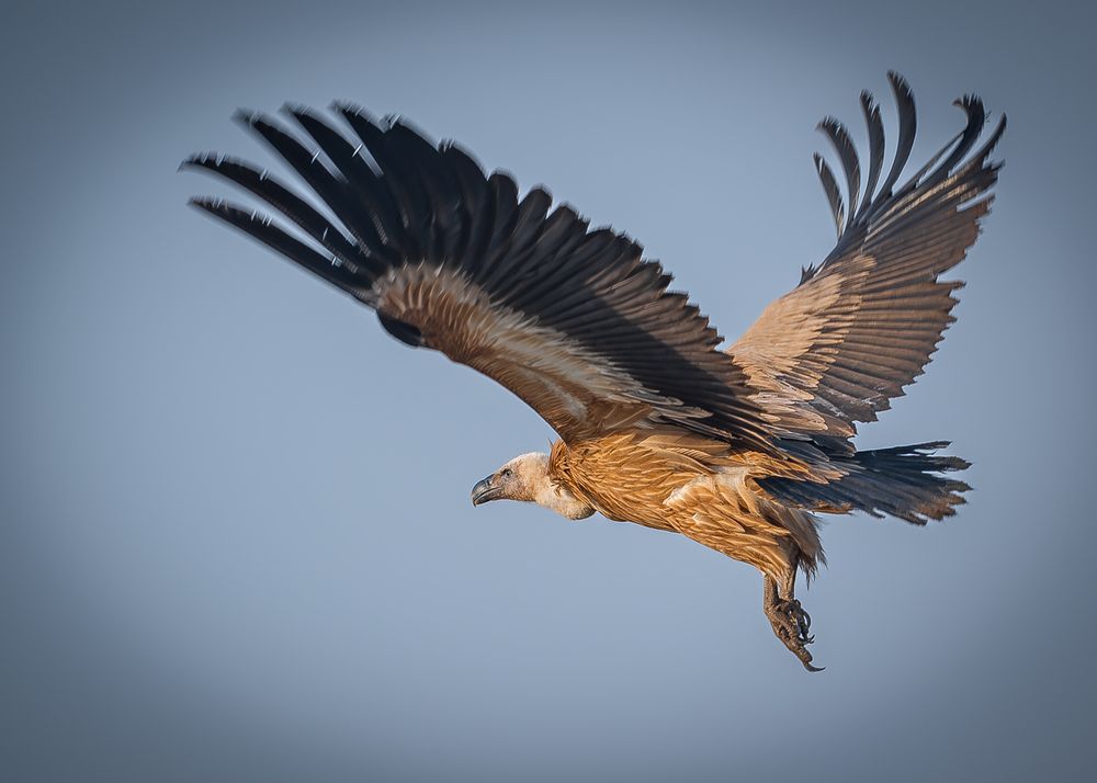 Vultures (3)