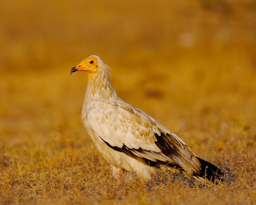 Vultures (4)