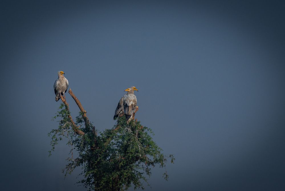 Vultures (5)