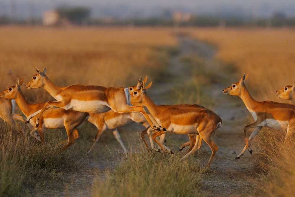 BLACK BUCKS (3)