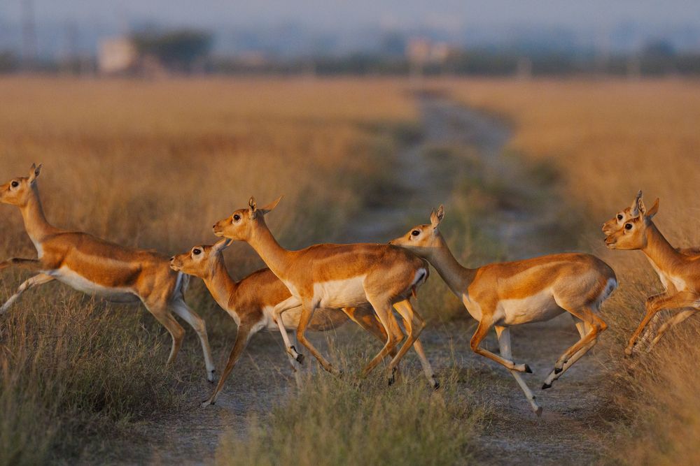 BLACK BUCKS (4)
