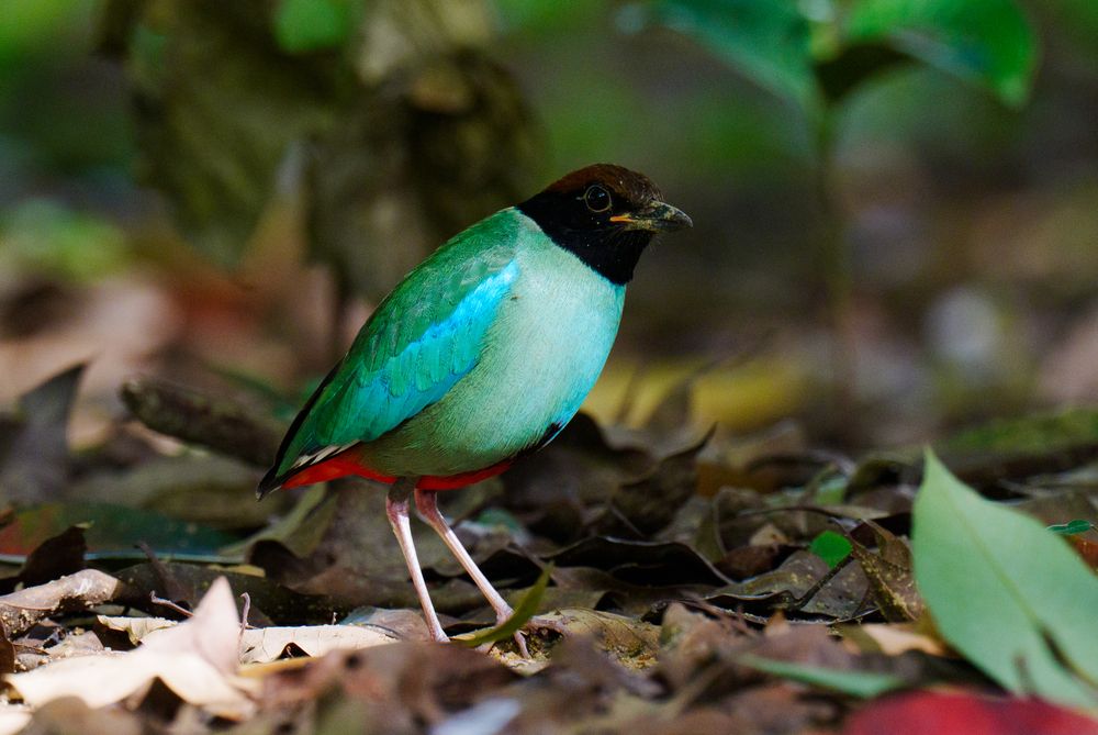 HOODED PITTA (3)