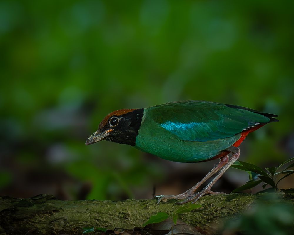 HOODED PITTA (4)