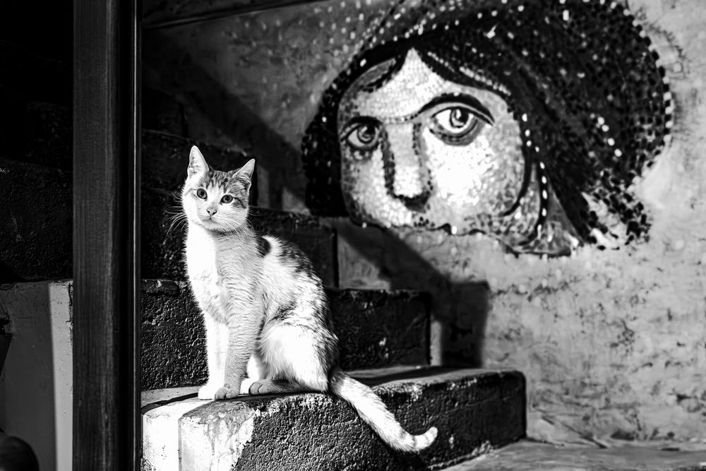 Stray Cats (2)