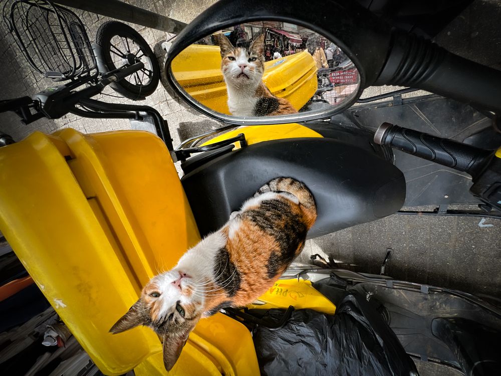 Stray Cats (3)