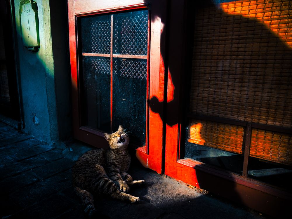 Stray Cats (4)