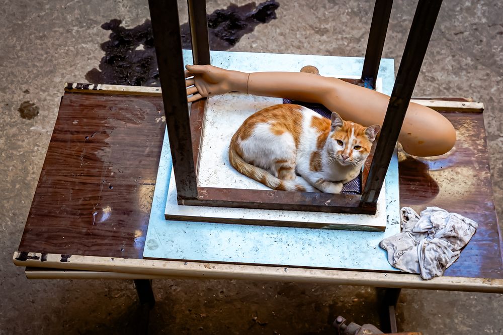 Stray Cats (5)