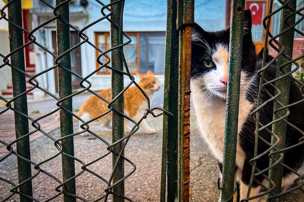 Stray Cats (6)