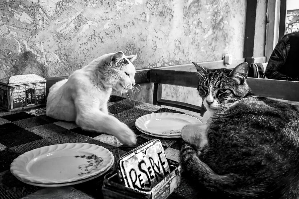 Stray Cats (7)