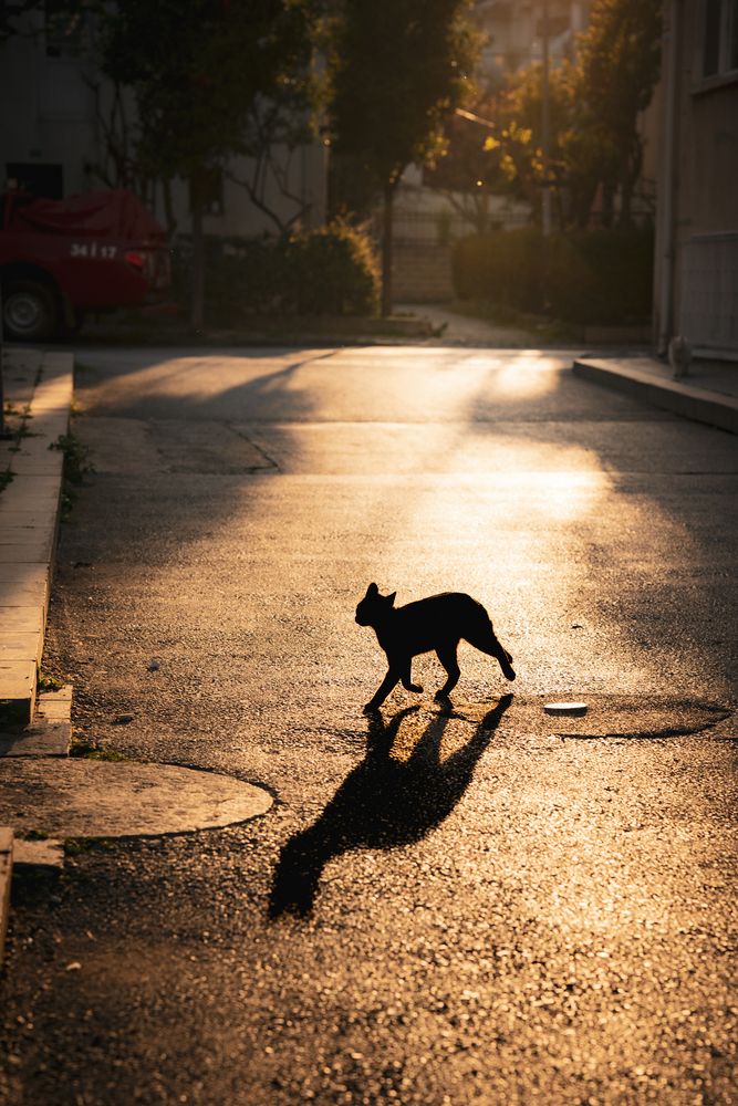 Stray Cats (8)
