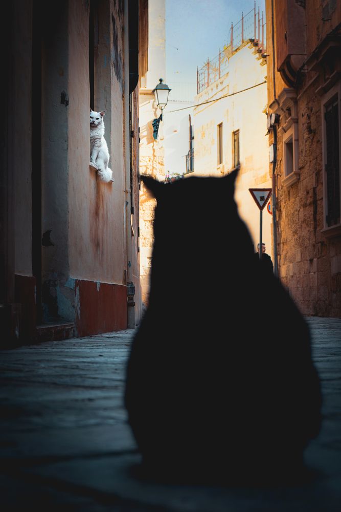 Stray Cats (9)