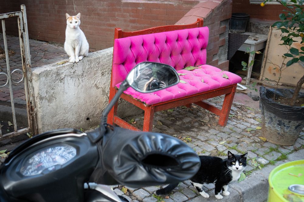Stray Cats (10)