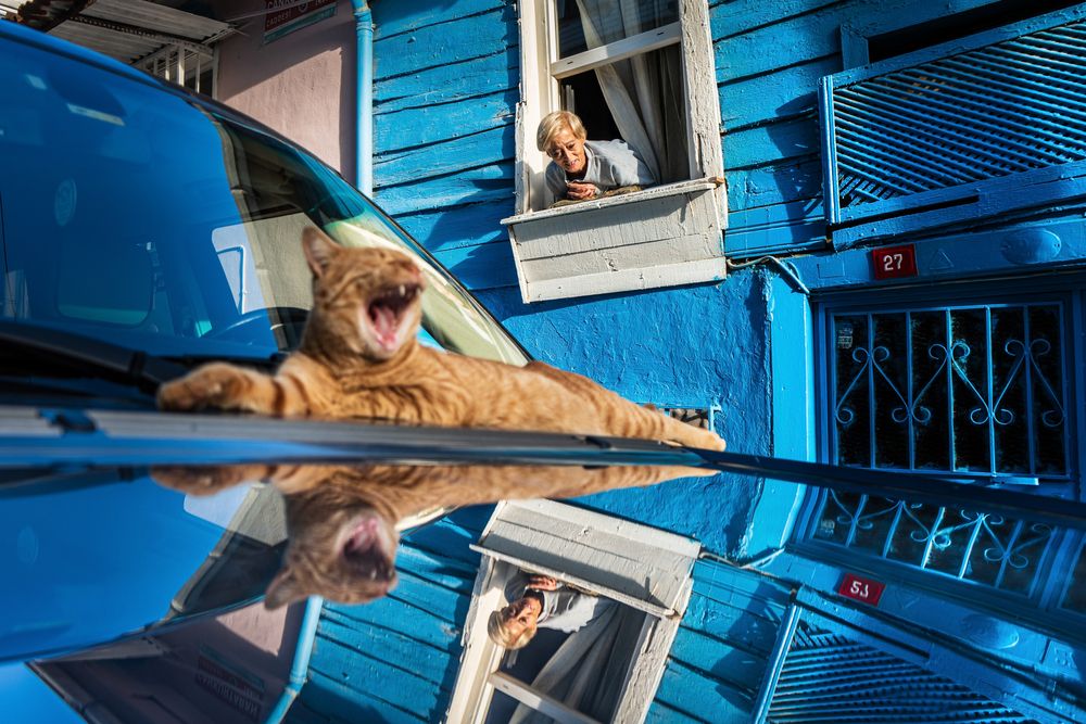 Stray Cats (11)