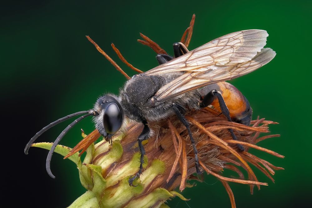 Аммофила (Ammophila) (2)