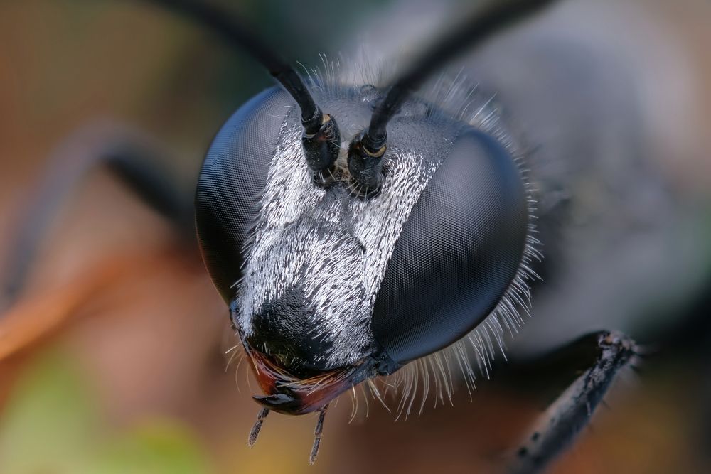 Аммофила (Ammophila) (4)