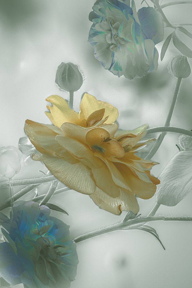 Ranunculus (4)